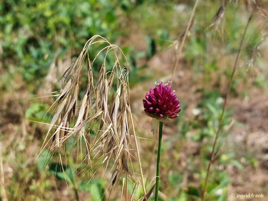 Allium sphaerocephalon / Kugelköpfiger Lauch  (24.06.2024; NSG Sandhausener Düne, Pferdstrieb)