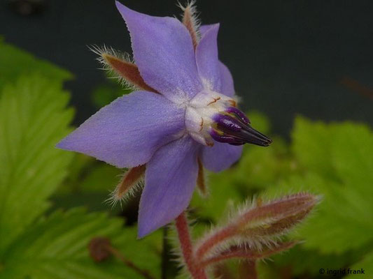 21.08.2017-Borago officinalis - Garten-Boretsch