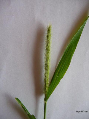 Setaria viridis / Grüne Borstenhirse