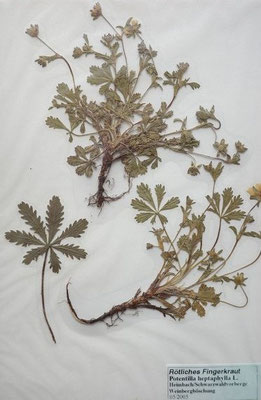 Potentilla heptaphylla / Rötliches Fingerkraut     IV-VI     (Herbarium Dr. Wolf von Thun)