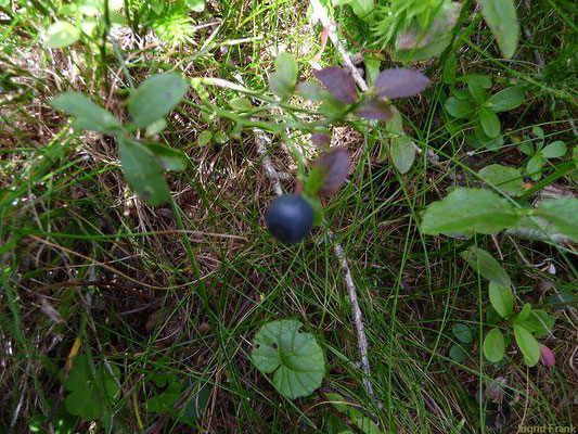 29.08.2011 - Heidelbeere, Blaubeere / Vaccinium myrtillus   (Wildobst)
