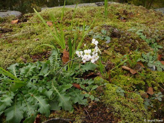 Arabidopsis arenaria ssp. arenaria / Gewöhnliche Sand-Schaumkresse
