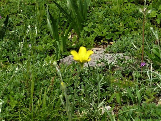 Ranunculus illyricus / Illyrischer Hahnenfuß  (Botanischer Garten Berlin)    V-VI