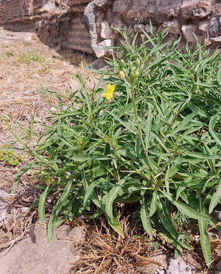 Diplotaxis tenuifolia / Schmalblättriger Doppelsame  (27.08.2024; Rom; Forum Romanum)
