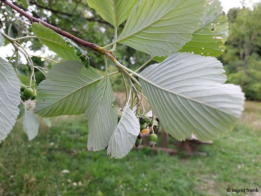 Sorbus aria / Mehlbeerbaum    (08.08.2023; Beutenlay bei Münsingen)