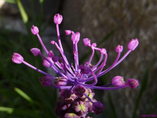 Muscari comosum - Schop-Traubenhyazinthe    V-VI
