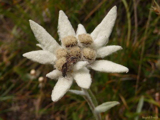 Leontopodium nivale ssp. alpinum / Alpen-Edelweiß     VII-IX