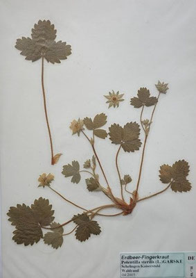 Potentilla sterilis / Erdbeer-Fingerkraut   (04/2005; Schelingen)  (Herbarium Dr. Wolf von Thun)