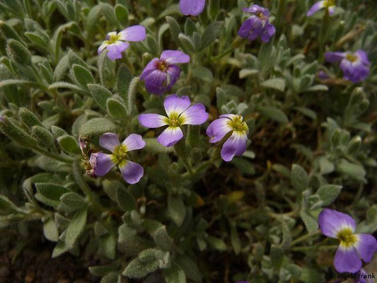 Aubrieta deltoidea / Griechisches Blaukissen (08.05.2015, Botanischer Garten Dresden)
