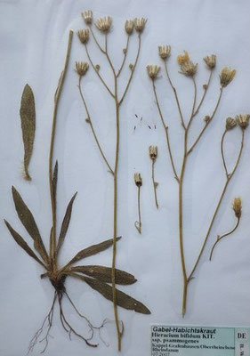 Hieracium bifidum / Gabel-Habichtskraut    V-VII    (Herbarium Dr. Wolf von Thun)