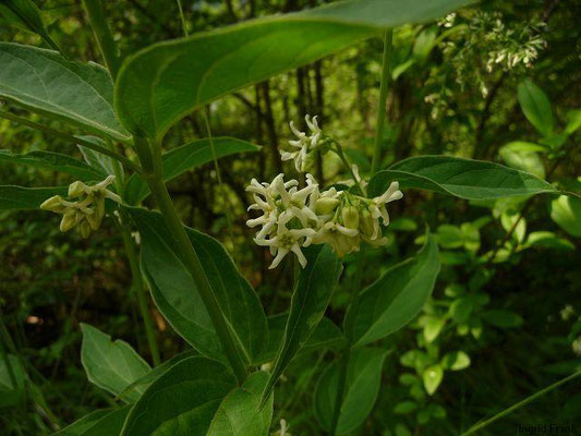 Vincetoxicum hirundinaria / Weiße Schwalbenwurz