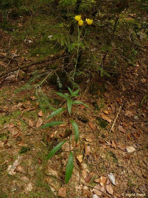 Hieracium laevigatum / Glattes Habichtskraut    VI-VIII