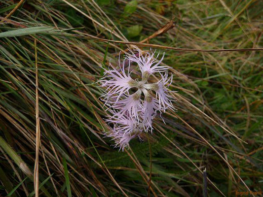 Dianthus superbus ssp. alpestris / Pracht-Nelke