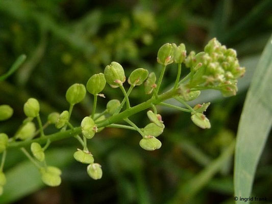 Verkannte Kresse / Lepidium neglectum    V-VIII