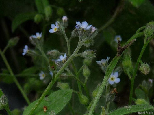 Myosotis arvensis / Acker-Vergißmeinnicht