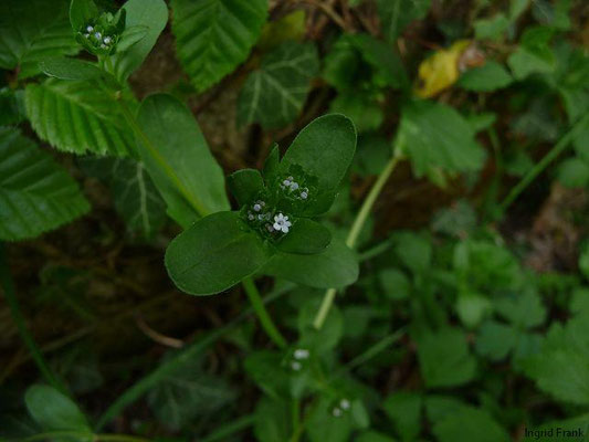 Valerianella locusta / Feldsalat, gewöhnliches Rapünzchen    IV-V