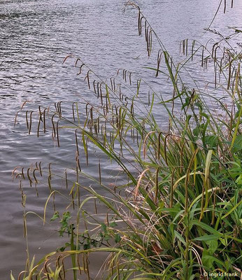 Carex pendula / Hänge-Segge  (25.05.2025; Heidelberg, nördliches Neckrufer)