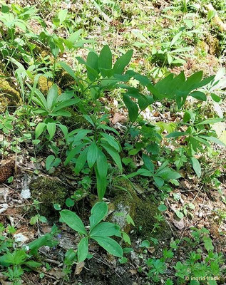 Lilium martagon / Türkenbund-Lilie und Polygonatum multiflorum / Vielblütige Weißwurz  (01.05.2025; Geislingen an der Steige, Eybtal)