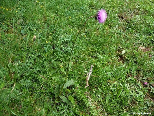 Carduus defloratus / Berg-Distel    VI-IX