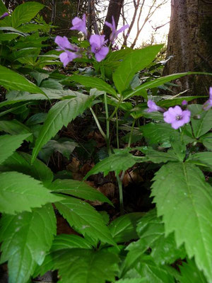 Cardamine pentaphyllos / Finger-Zahnwurz   (19.04.2010; Tobel bei Obereschach)