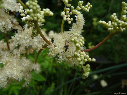 Filipendula ulmaria / Mädesüß