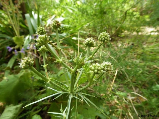 Eryngium bourgatii - Spanischer Mannstreu   (30.07.2022; Botanischer Garten der Universität Basel)