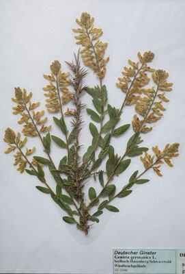 Genista germanica / Deutscher Ginster    V-VI     (Herbarium Dr. Wolf von Thun)