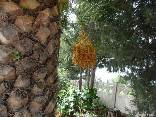 Phoenix dactylifera / Dattelpalme