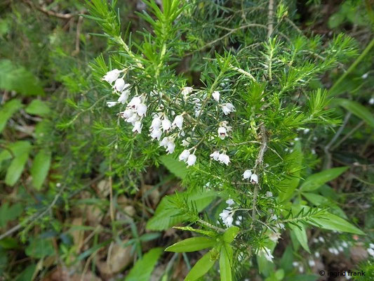 Erica arborea / Baum-Heide    (30.04.2019; Italien, Toskana, bei Lucca)