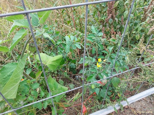 Physalis alkekengi / Gewöhnliche Blasenkirsche (17.09.2025; am Ufer der Ahr zwischen Dernau und Ahrweiler)
