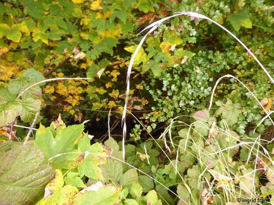 Brachypodium sylvaticum / Wald-Zwenke    (09.10.2022; Waldweg beim Rösslerweiher / Bodenseebecken/Oberschwäbisches Hügelland)