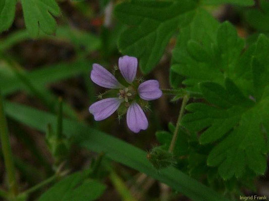 17.06.2010-Geranium pusillum - Kleiner Storchschnabel