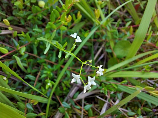 Galium palustre / Sumpf-Labkraut