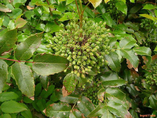 BEEREN SCHWACH GIFTIG:   Unreife Mahonie / Mahonia aquifolium   (18.05.2012)