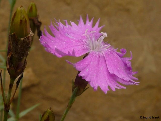 Dianthus gratianopolitanus - Pfingst-Nelke