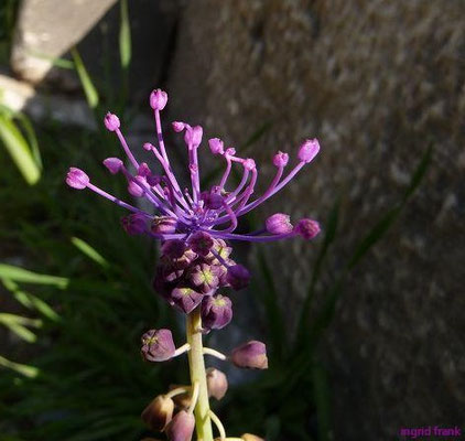 Muscari comosum / Schopfige Traubenhayzinthe