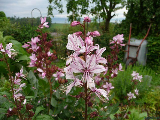 Dicthamnus albus / Gewöhnlicher Diptam  (Hortulus pharmaceuticus Kressbronn am Bodensee)