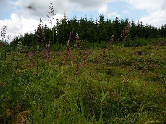 Phalaris arundinacea / Rohr-Glanzgras