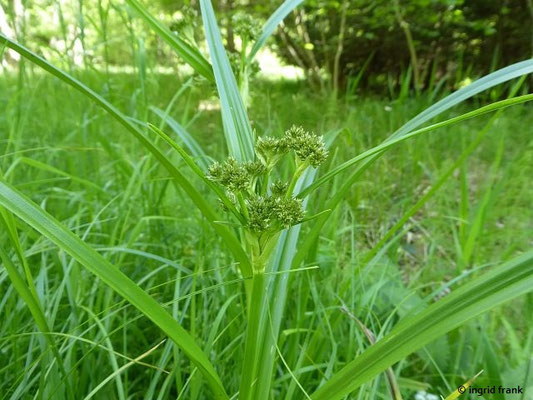 Scirpus sylvaticus / Wald-Simse