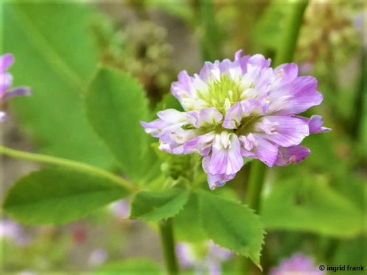 Trifolium resupinatum / Persischer Klee    IV-VI