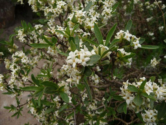 Daphne alpina / Alpen-Seidelbast (Botanischer Garten Berlin)