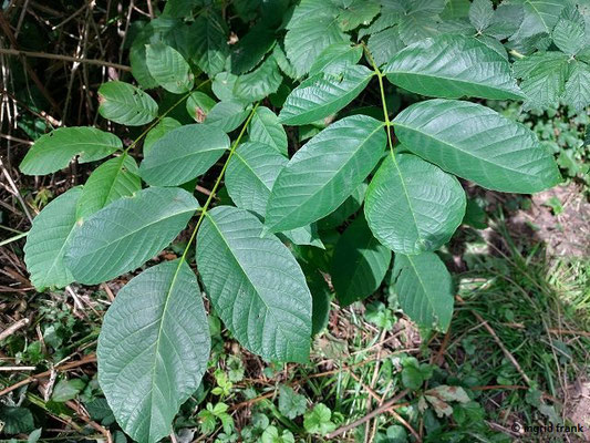 Juglans regis / Echte Walnuss  (11.08.2023; Heidelberg, zwischen Haarlassweg und Stift Neuburg)