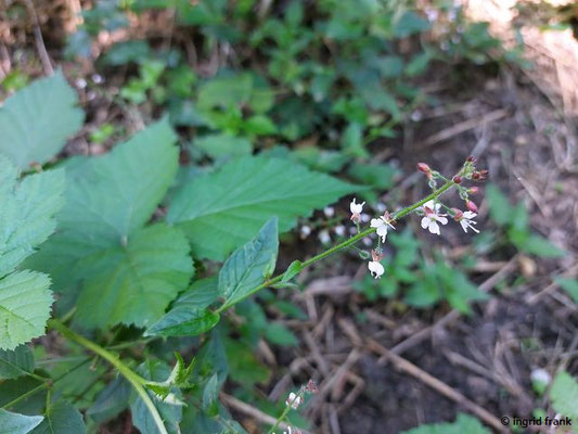 Circaea lutetiana / Großes Hexenkraut   (11.08.2023; Heidelberg, Haarlassweg)