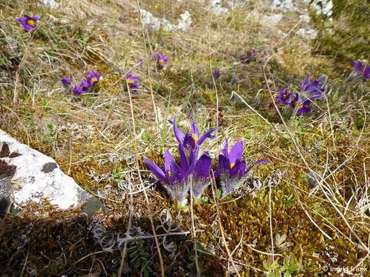 Pulsatilla vulgaris / Gewöhnliche Küchenschelle (12.04.2022; Großes Lautertal bei Bichishausen)    