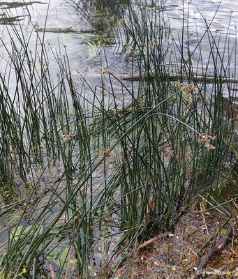 Schoenoplectus lacustris / Gewöhnliche Teichbinse