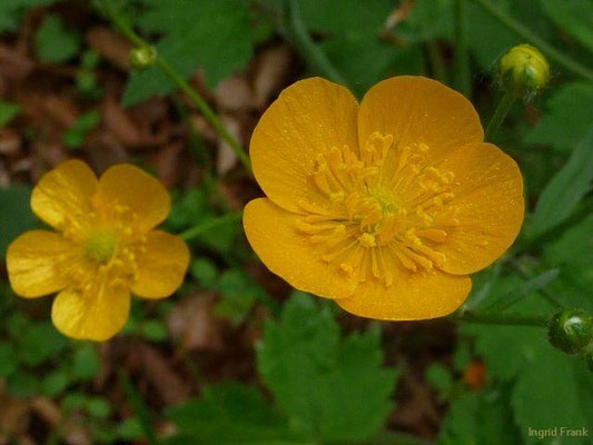 Ranunculus lanuginosus - Wolliger Hahnenfuß
