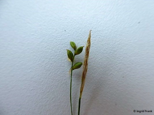 Carex alba / Weisse Segge