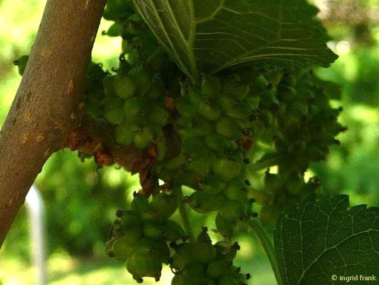 Morus alba / Weißer Maulbeerbaum (24.05.2012; Botanischer Garten Leipzig)