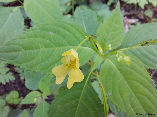 Impatiens parviflora / Kleinblütiges Springkraut   (11.08.2023; Heidelberg, Haarlassweg)