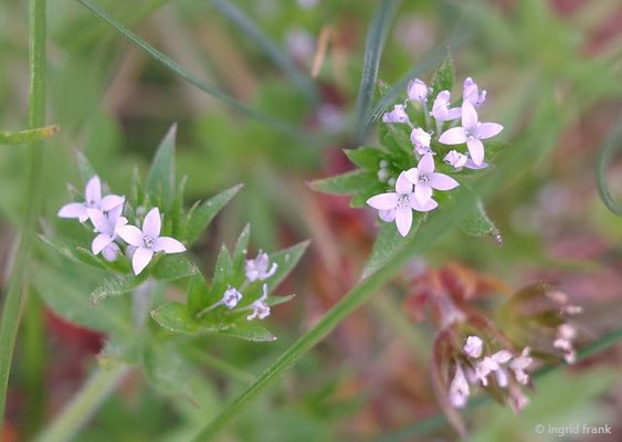 Sherardia arvensis / Ackerröte   (12.05.2024; Weingarten, Industriegebiet Welte)